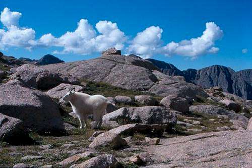 A mountain goat right off of...
