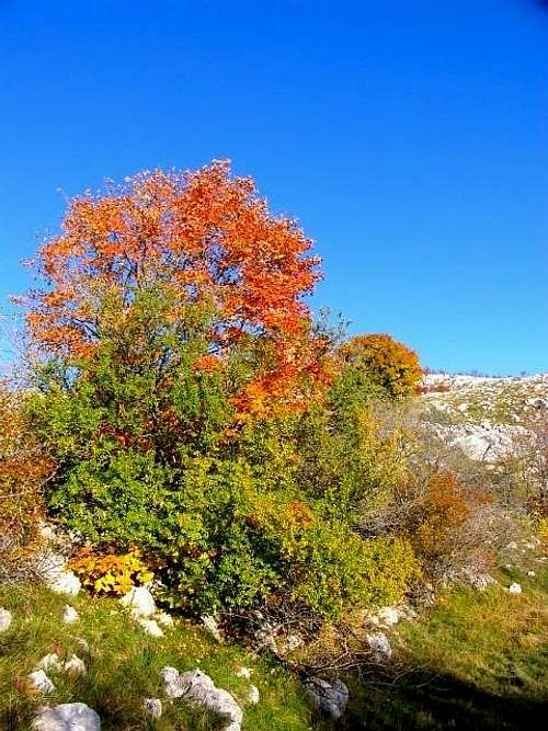 Svilaja - Autumn.