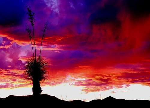 Yucca at Sundown