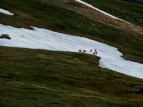 Elk on Trail Ridge