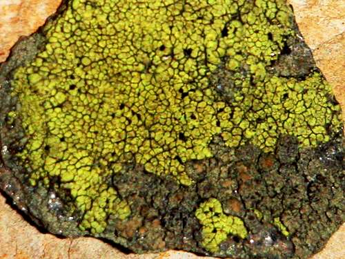 Lichens from...