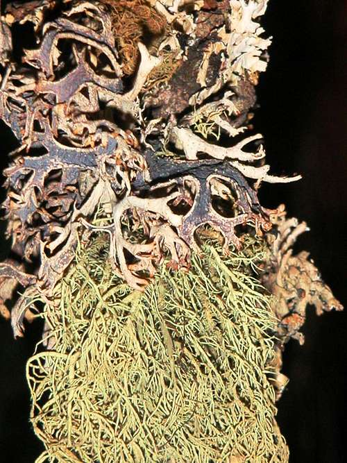 Cortina lichens...