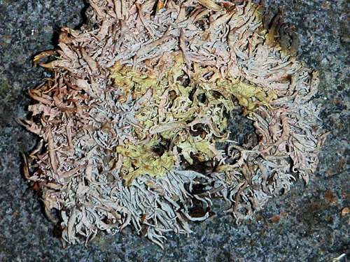 Alpine lichen...