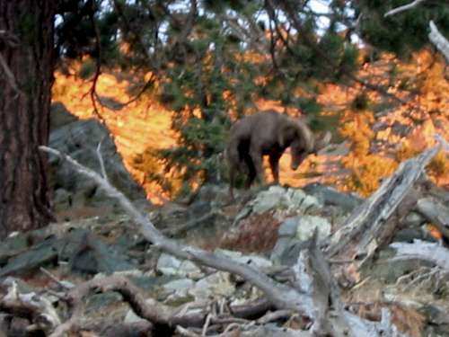 Alpha Male Big Horn @ Sunrise on Register Ridge Mt. Baldy, CA