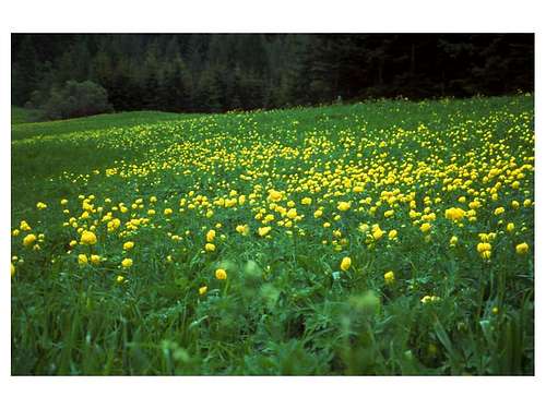 A meadow with Trollius...