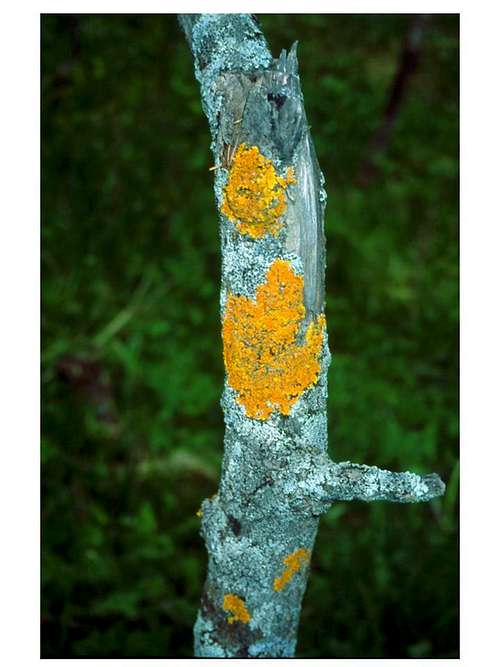 A lichen on a...