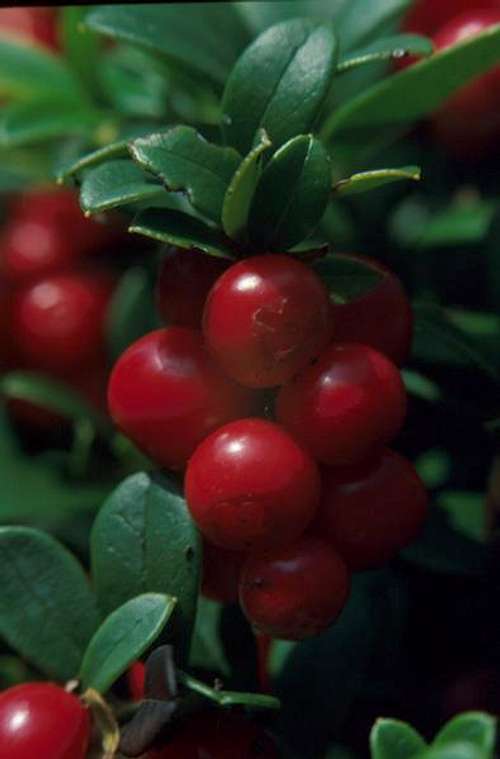 European Cranberries