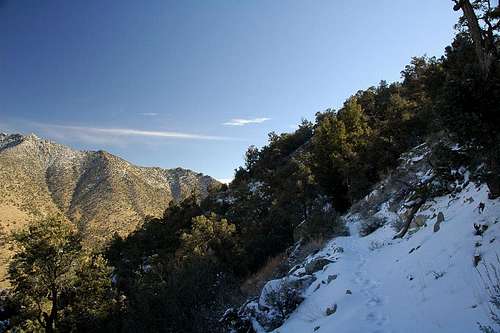Pinon forest on the PCT