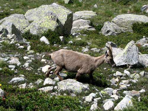 Capricorn on route to camp in Pont.Descent from Gran Paradiso.7/2005