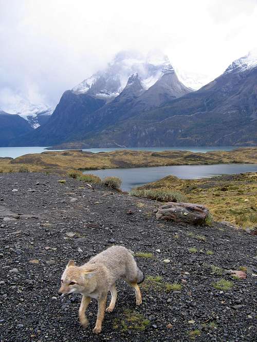 Cuernos del Paine--very foxy.