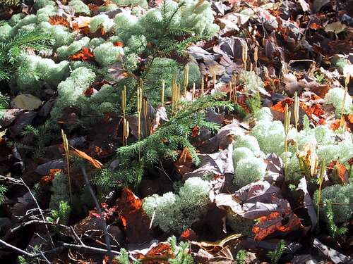 lichens and moss