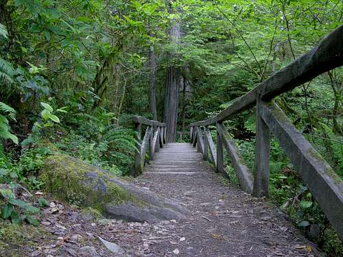 Bridge Across the Creek, Stout Grove Redwoods