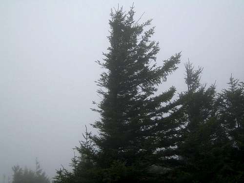 Spruce Knobb Trees