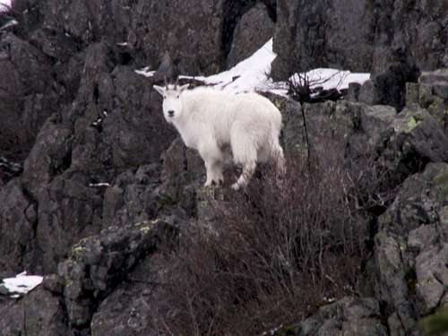 Mountain Goat seen on Pyramid Rock