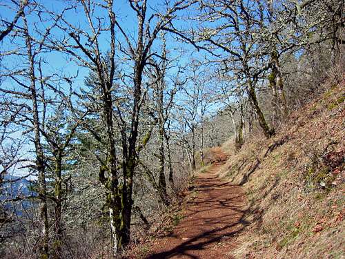 Dog5-Oak Trail