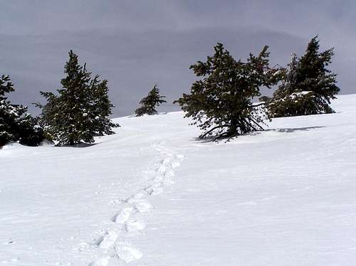 Snowshoe Path