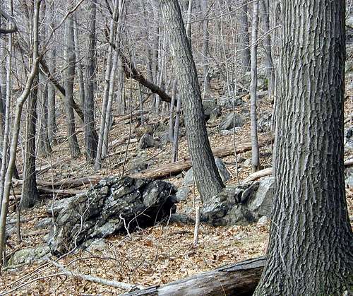 Along the Trail