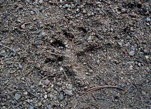 Mountain lion track in gravel