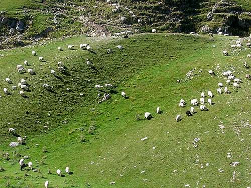 Sheeps in Dobri Do valley