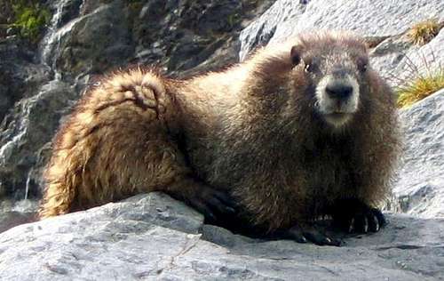 Relaxed Marmot