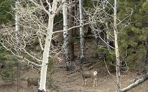 Mule Deer Near Camp