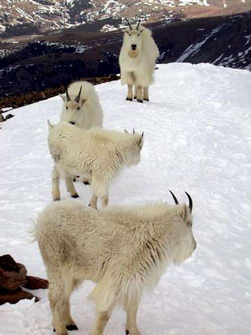 Goats on the summit ridge. 05...