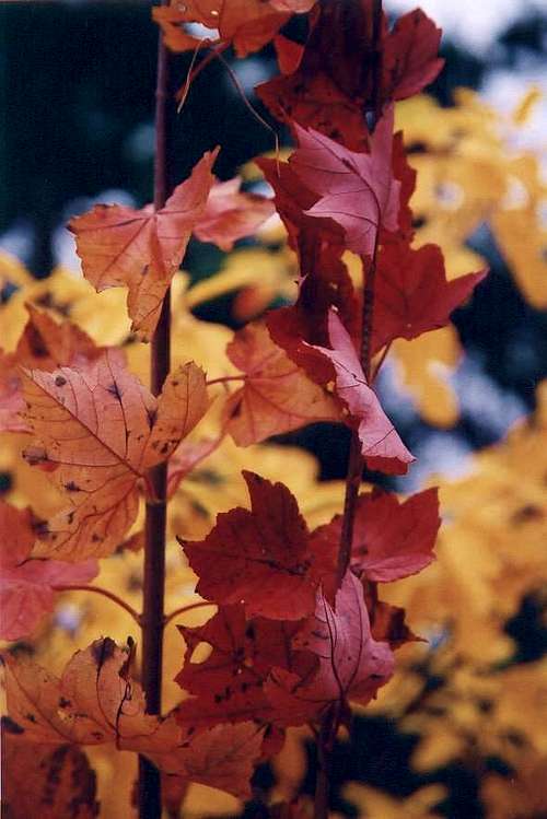 Oklahoma Fall Colors