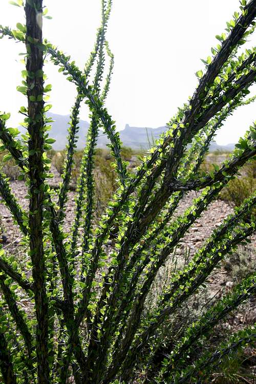 Ocotillo with Leaves