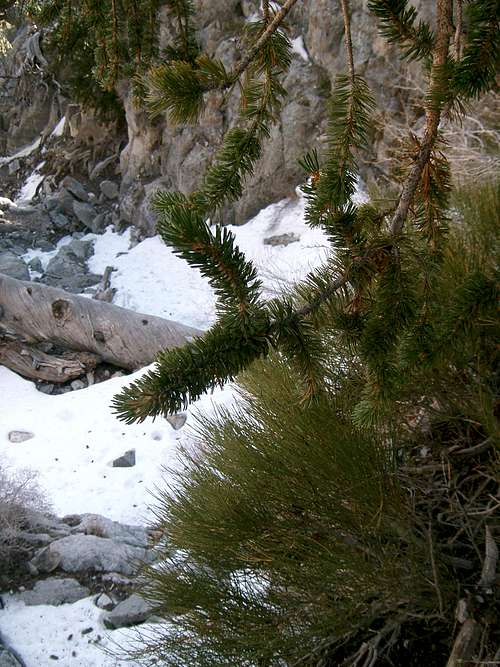 Bristlecone Pines near Sawtooth Trail