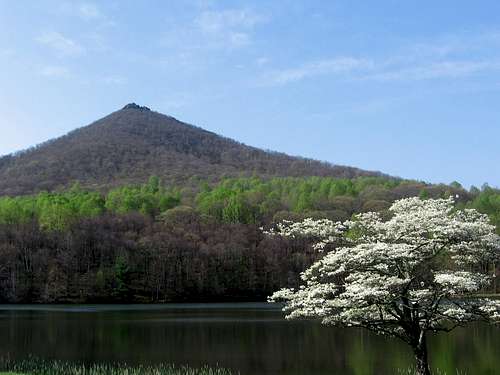Spring comes to Sharp Top