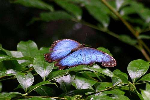 Butterfly on the Rincon de la Vieja trail