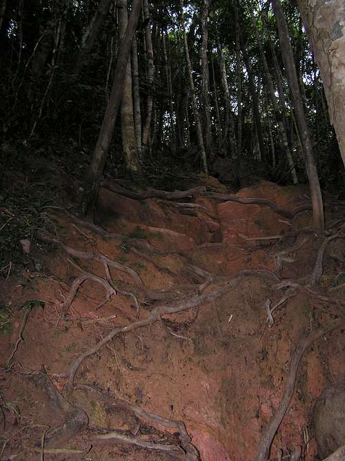 Gunung Belumut trail