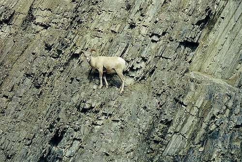 Bighorn Sheep, Banff