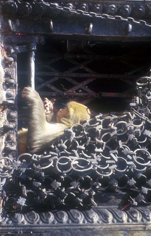 Monkeys in Swayambunath
