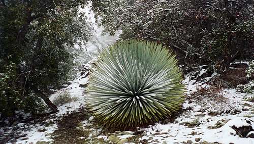 Snow Dusted Yucca