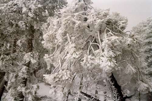 Ice and Snow Formations in the Pine Trees
