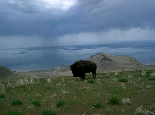 Buffalo on Frary Peak Trail