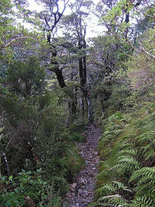 Typical view of lower Scotts Track