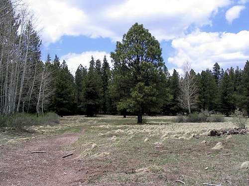 The meadow at trail's end - Mormon Mountain