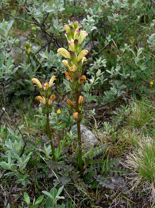 Kongsspir (Pedicularis sceptrum-carolinum)