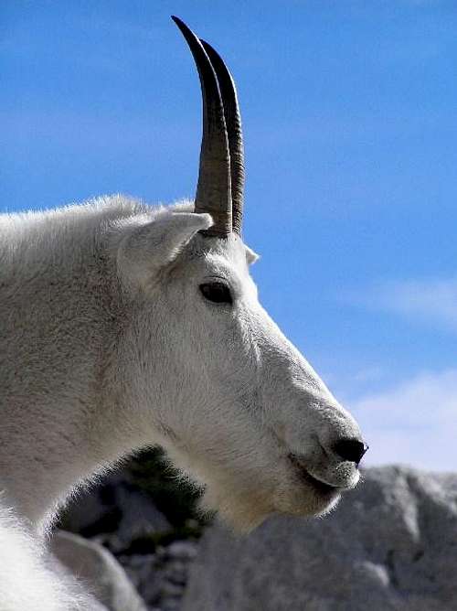 Enchanting Enchantments Goat