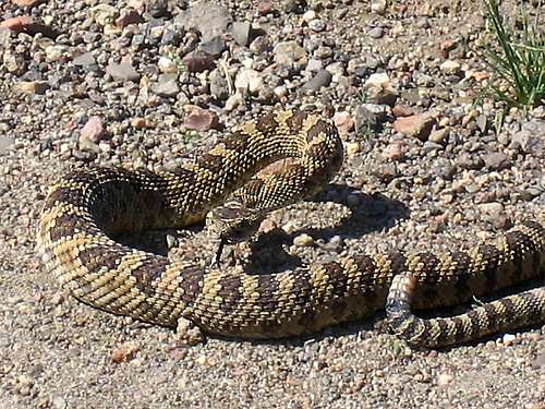 Idaho Rattlesnake