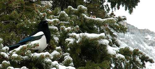 Magpie, Waterton Lakes National Park