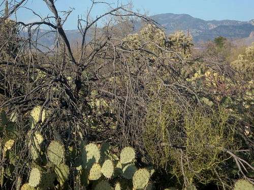 Lemmon rises above the Cactus