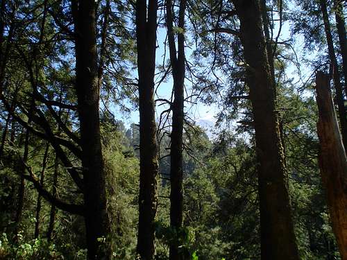 Iztaccihuatl's forest