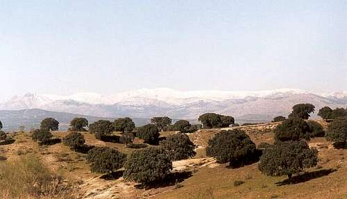 Sierra de Guadarrama from Monte del Pardo