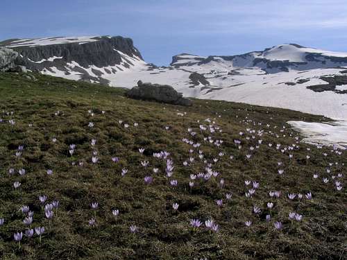 flowers at 2000 meters, Gamila summit in the background
