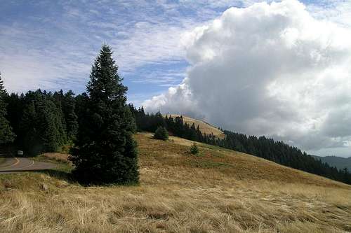 Meadows near the summit of Mary's Peak