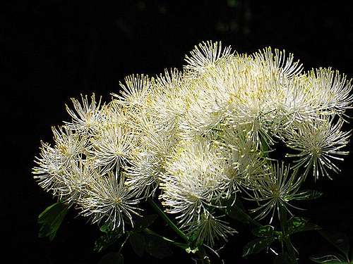 Thalictrum aquilegifolium