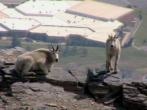 Mountain Goats on Ben Lomond